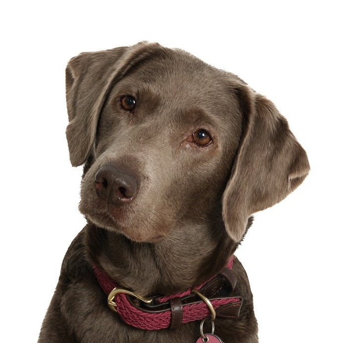 Allianz Versicherung Petra Sage und Felix Müller EGbR Ludwigsburg - Elli