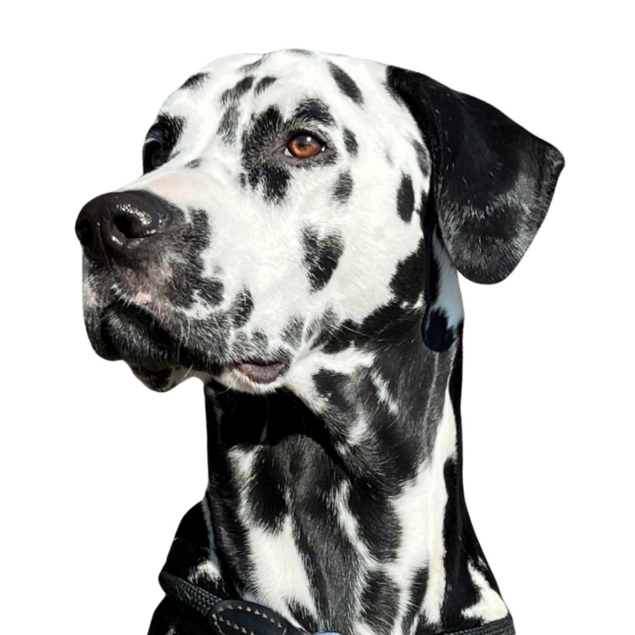 Allianz Versicherung Martin Weiß Donaueschingen - Bürohund Ivo