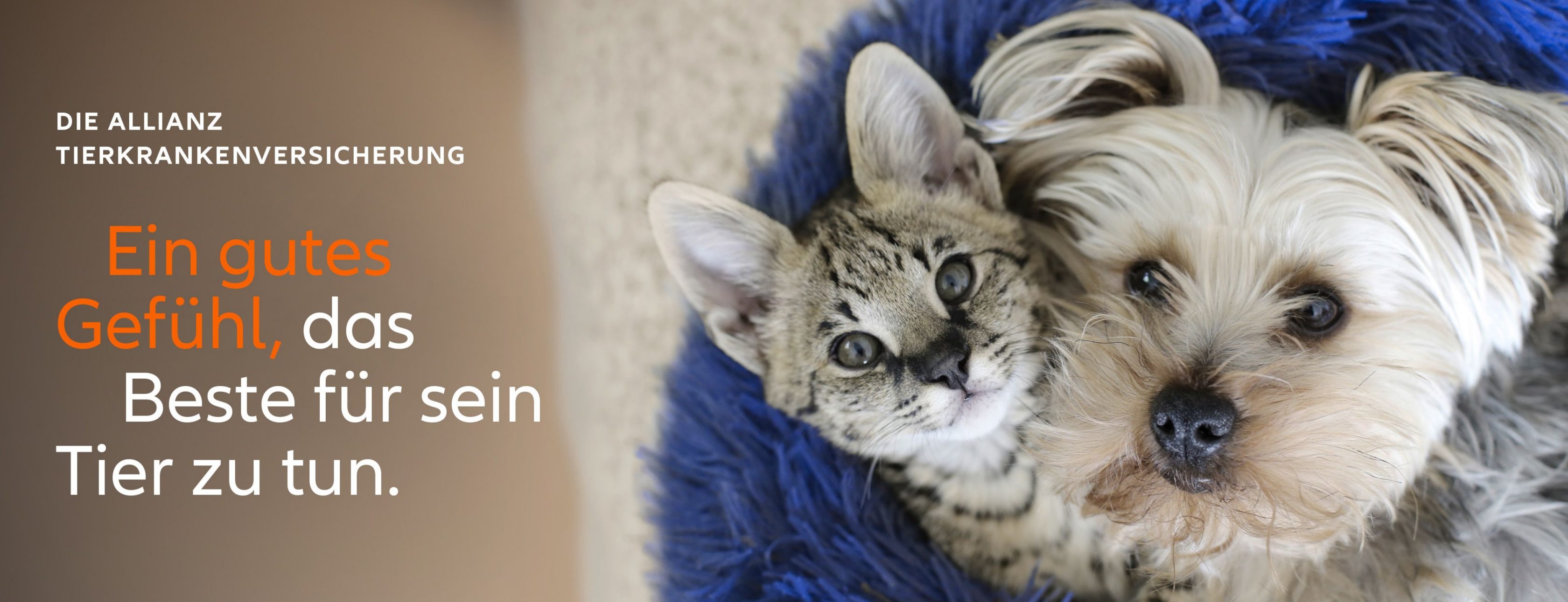 Allianz Versicherung Ingo Hebenstreit Zittau - Absicherung auch für unsere Fellkinder.