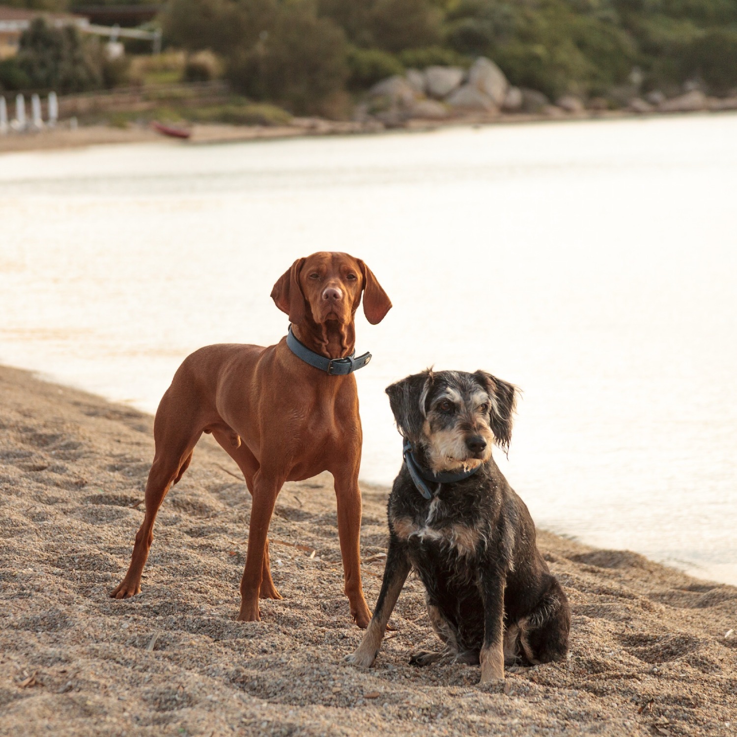 Allianz Versicherung Jörg Dillmann Bous - Nele und Milano