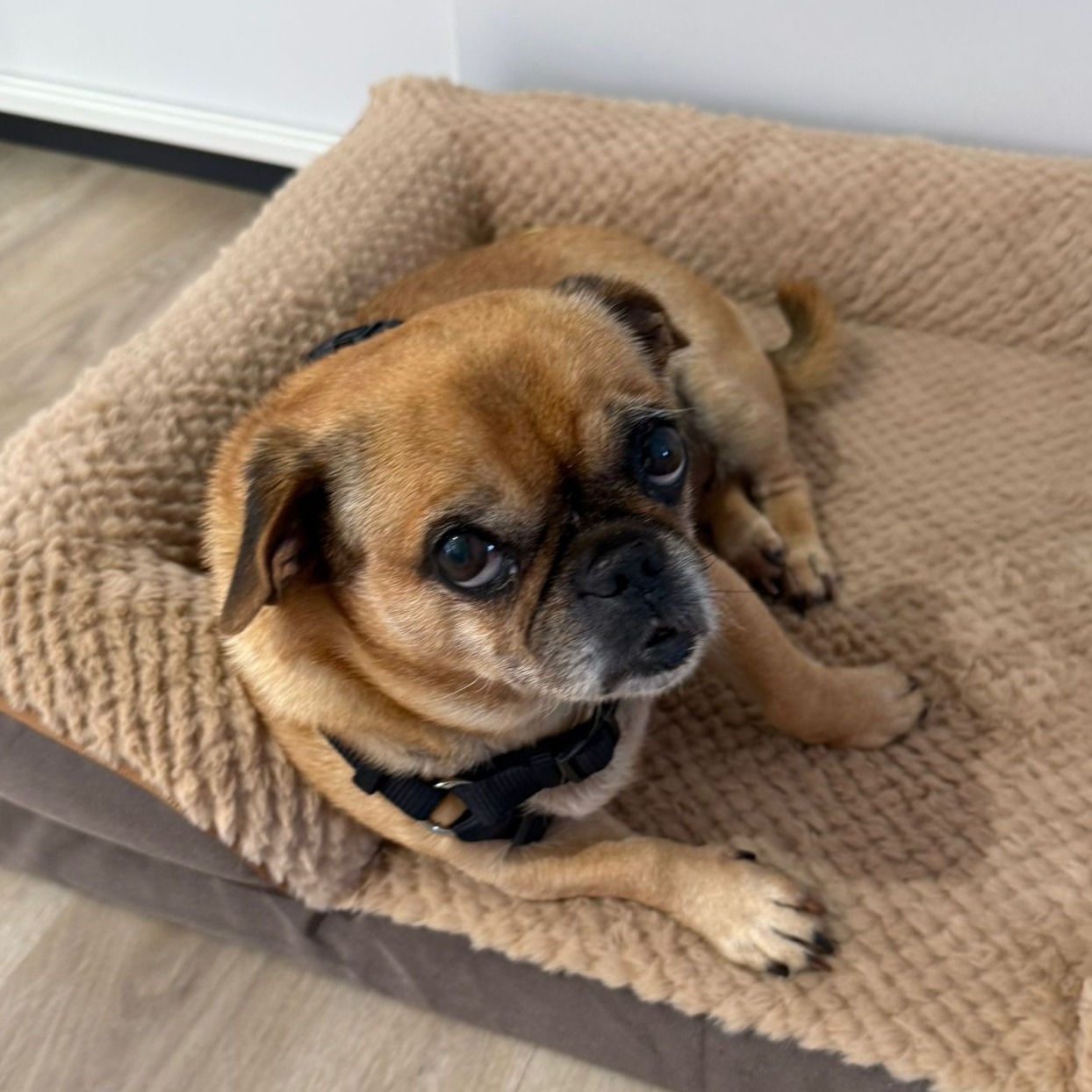 Allianz Versicherung Janine Nehlsen-Cassau Beetzendorf - CARLA