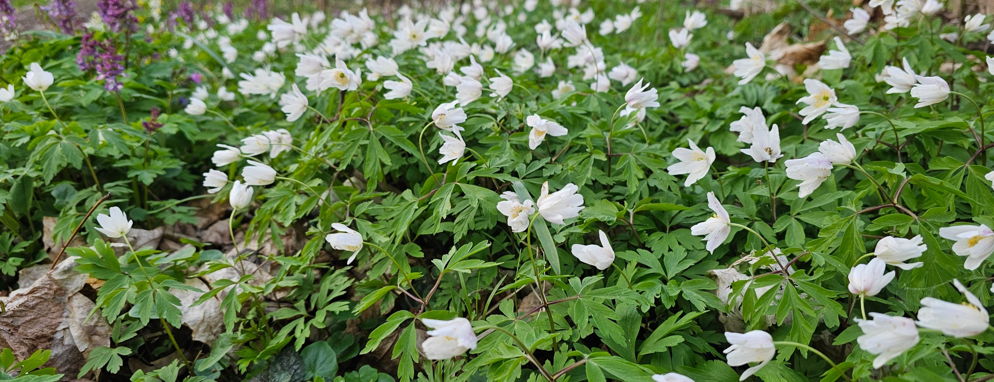 Allianz Versicherung Jeanett Zein Frohburg - Frühling in 04654 Frohburg.