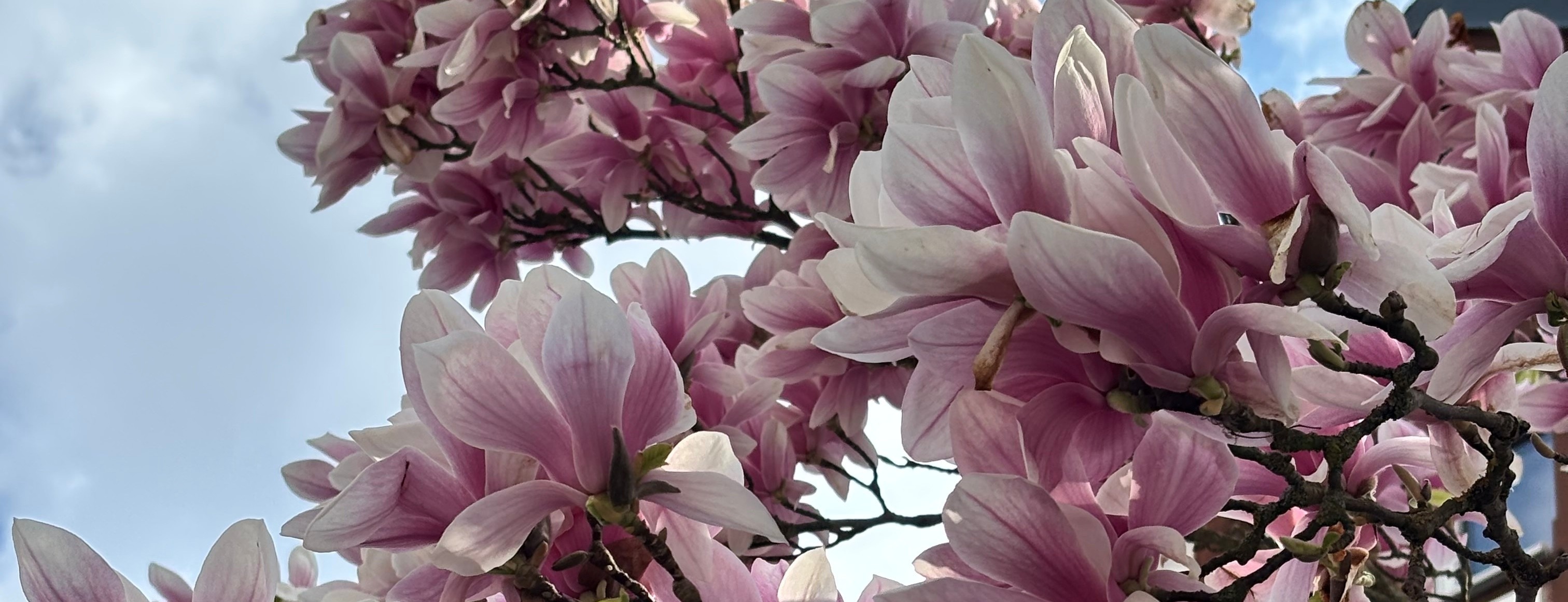 Allianz Versicherung Jenny Cherkowski Rüdersdorf - Frühling