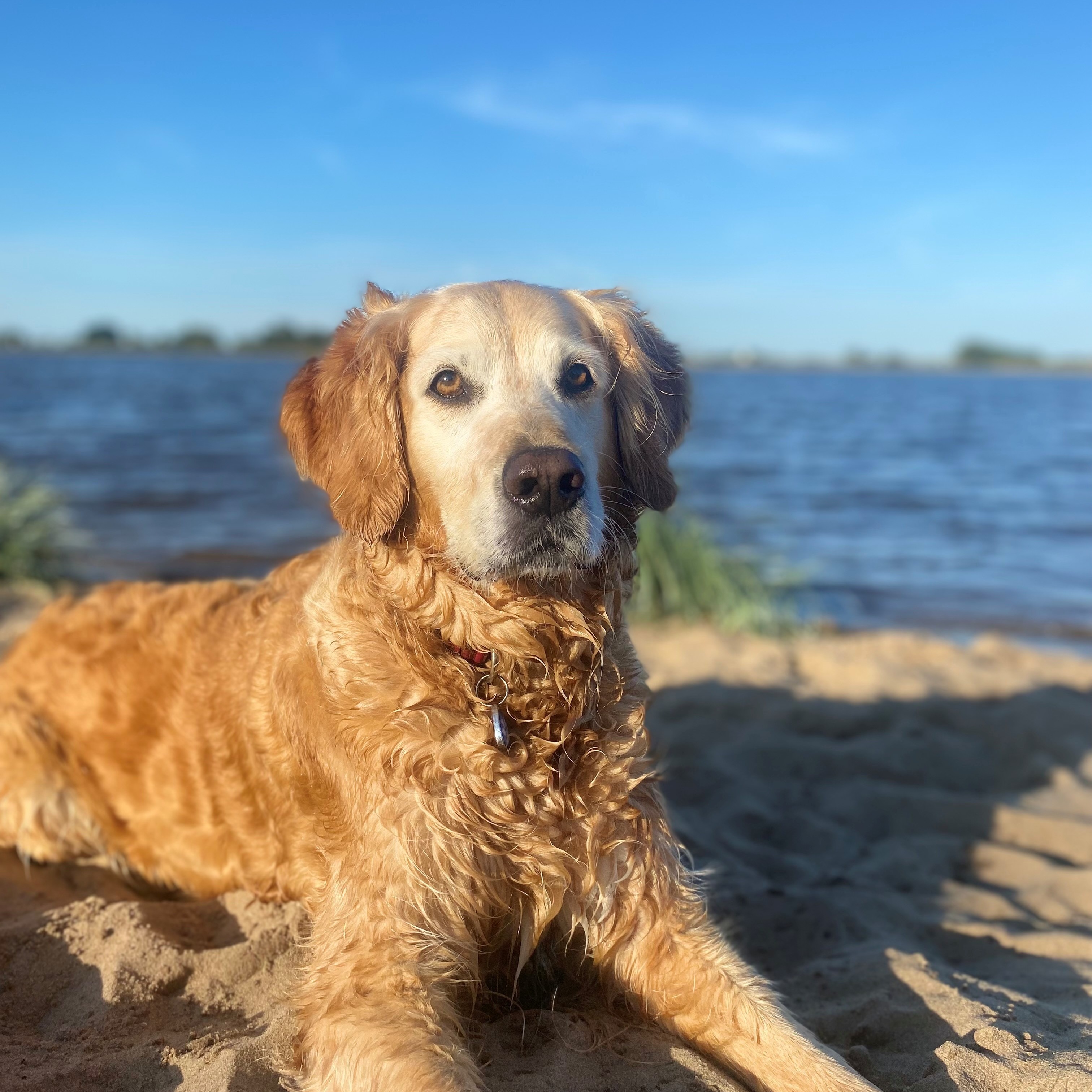 Allianz Versicherung Jessica Wachtendorf Brake Unterweser - Tierkranken#Hund#Katze#OP-Versicherung#
