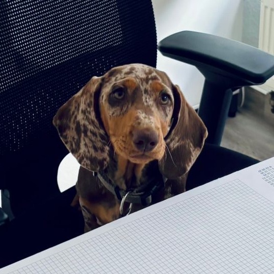 Allianz Versicherung Josephine Arandt Herzberg - Bonny vom Henriettenwald