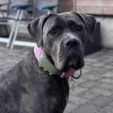 Allianz Versicherung Judith Olivier Monschau - Hund Cane Corso Tierversicherung