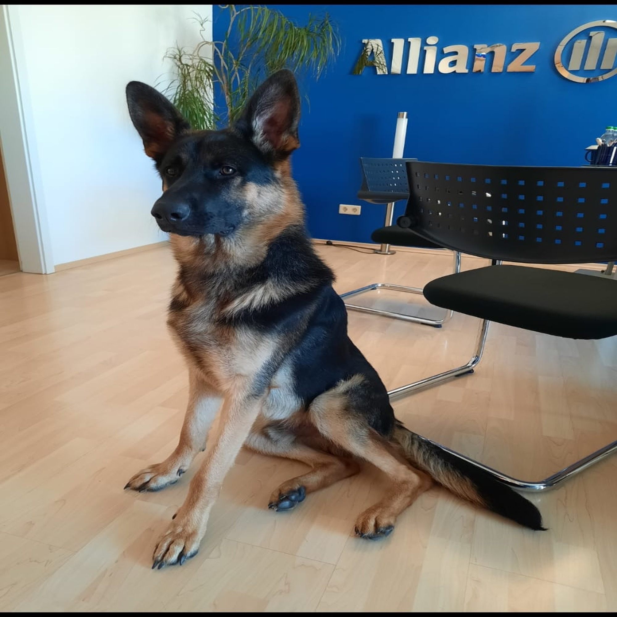 Allianz Versicherung Jürgen Manger Ergolding - Momo Manger - Unser Agenturhund