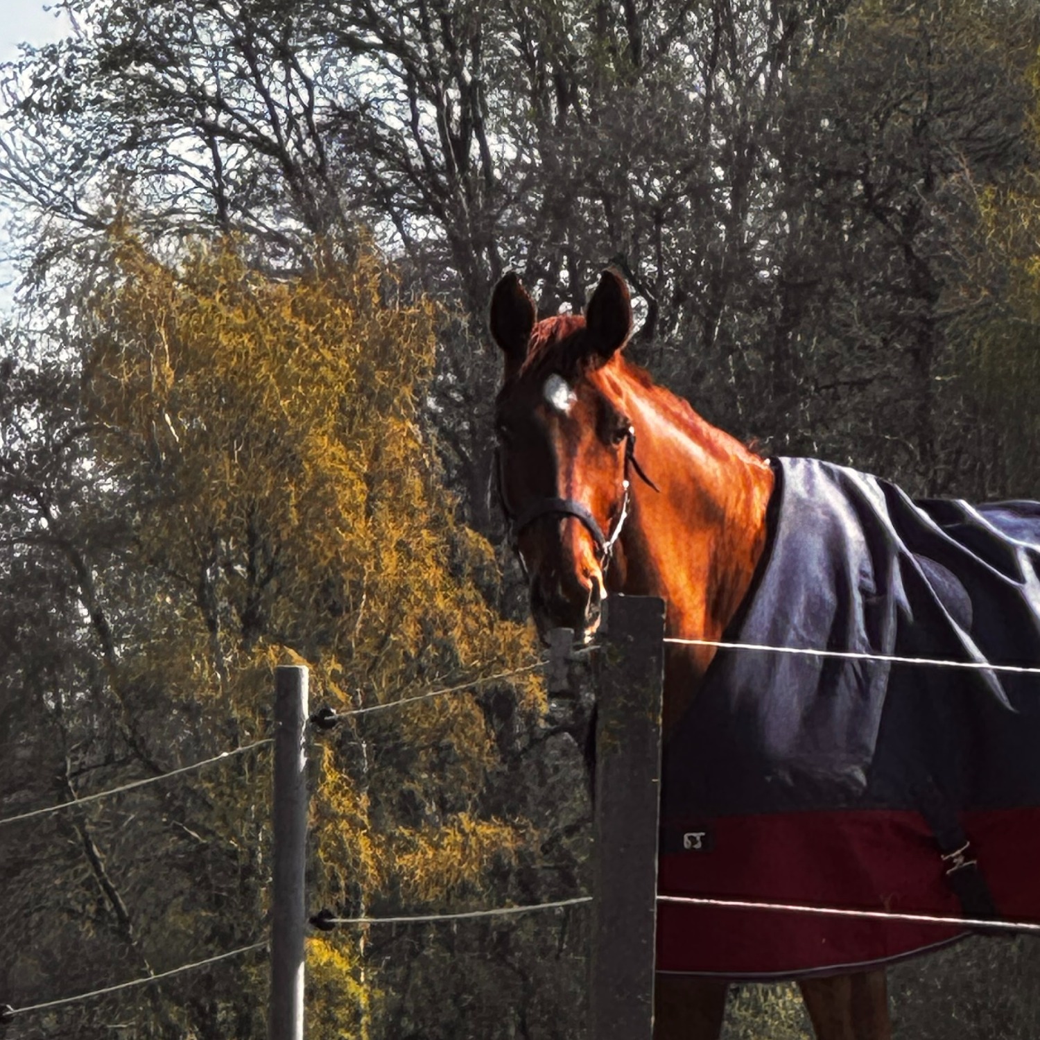 Allianz Versicherung Kai Bokeloh Langwedel - Elli