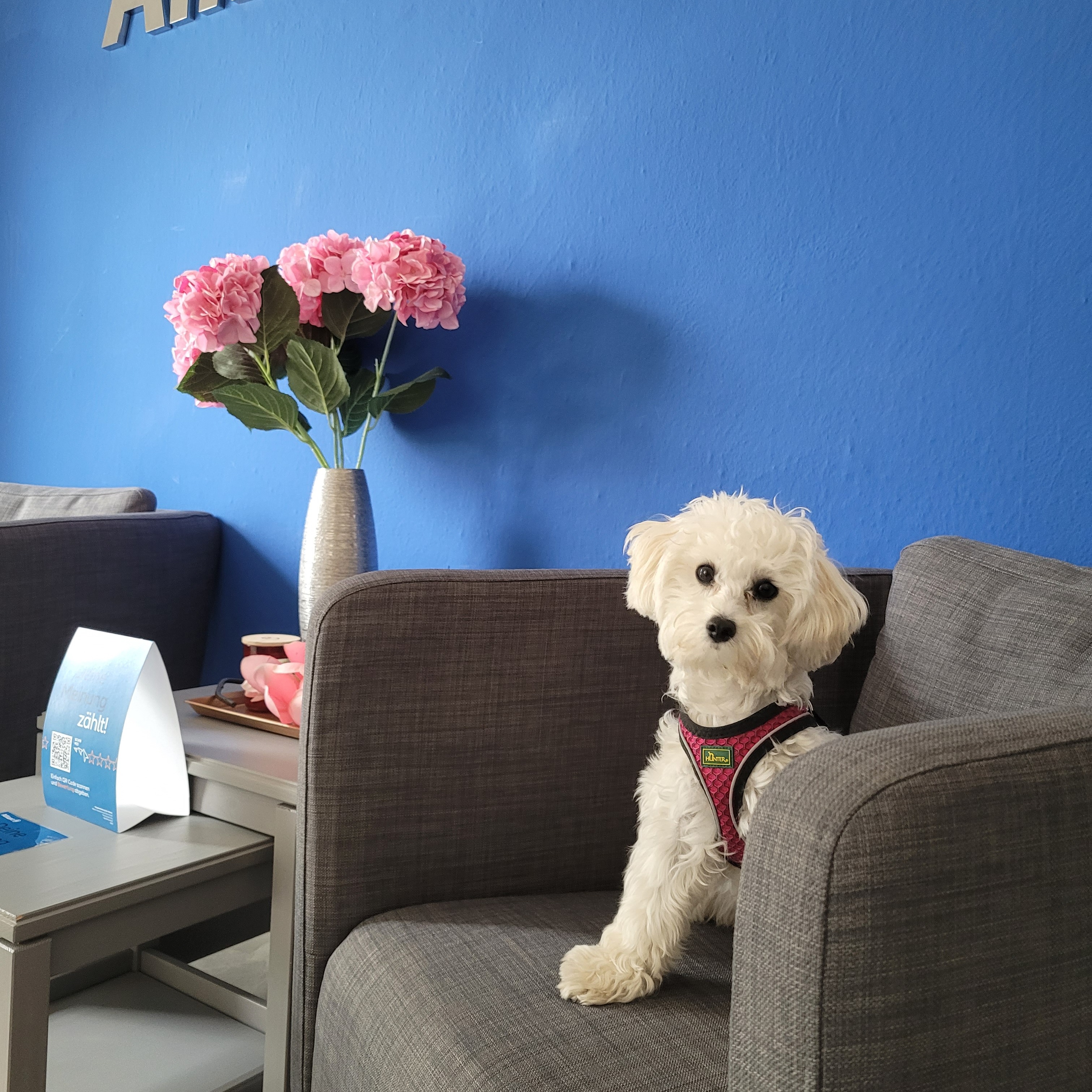 Allianz Versicherung Katja Hensel Karsdorf - Hund, Katze, Pferd, Tierkranken, Tierhaftpflicht