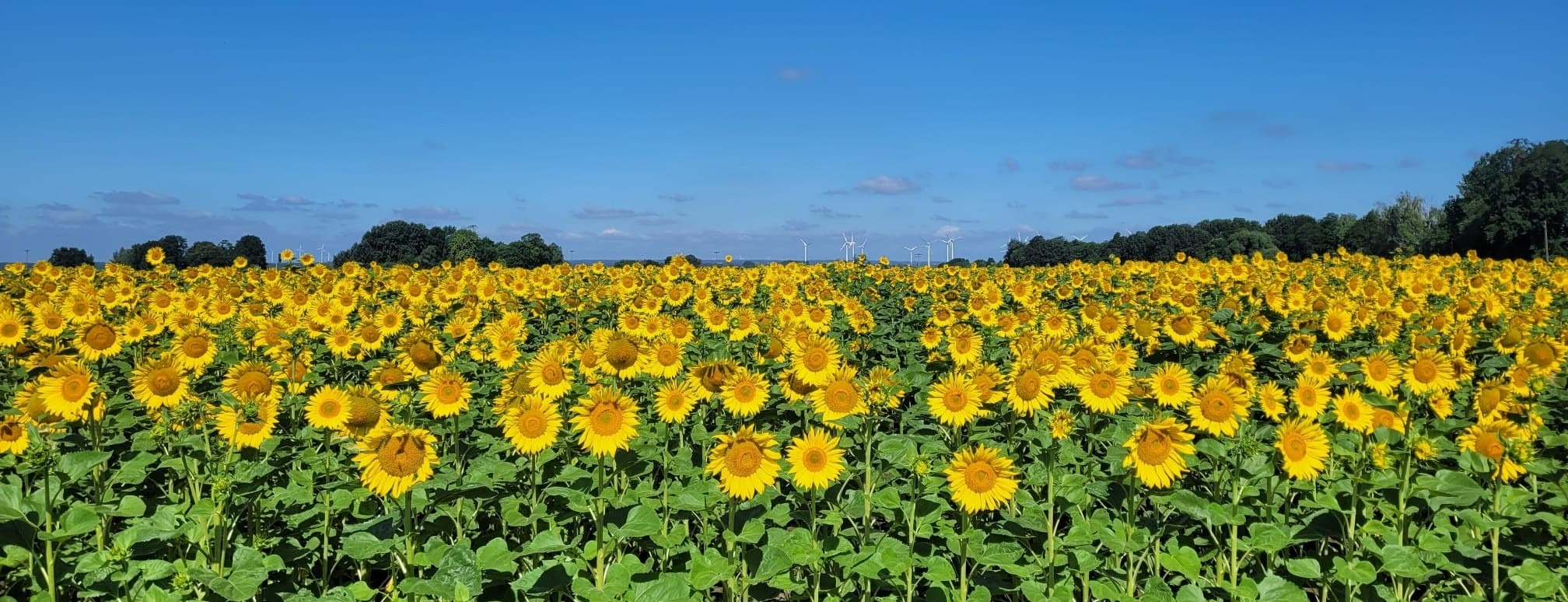 Allianz Versicherung Kay Höhne Neutrebbin - Sommer 2026