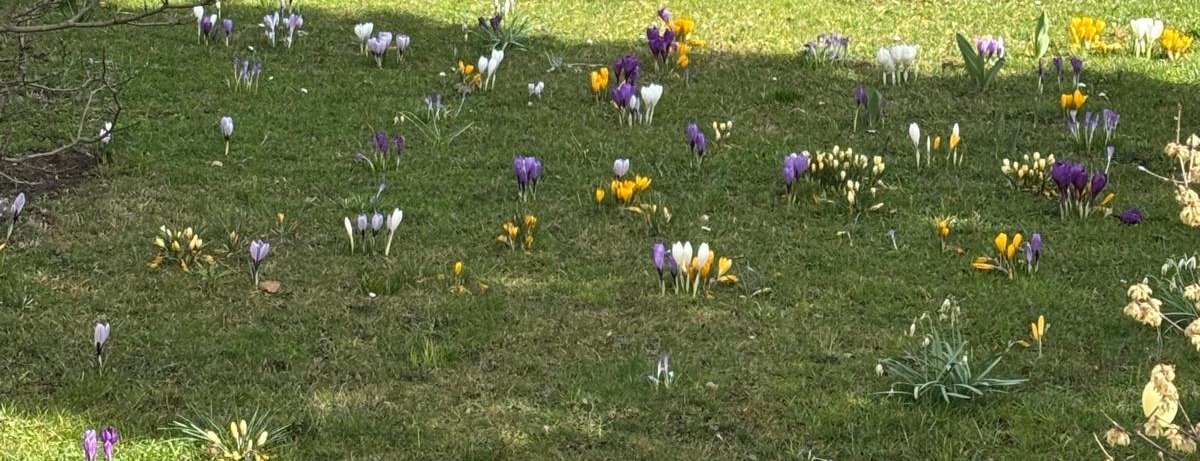 Allianz Versicherung Kerstin Pömpner Werdau - Krokuswiese