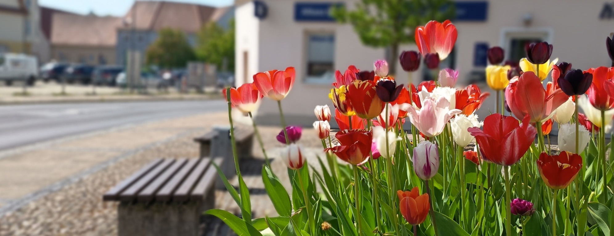 Allianz Versicherung Kevin Schröder Wolgast - Frühling Wolgast Agentur