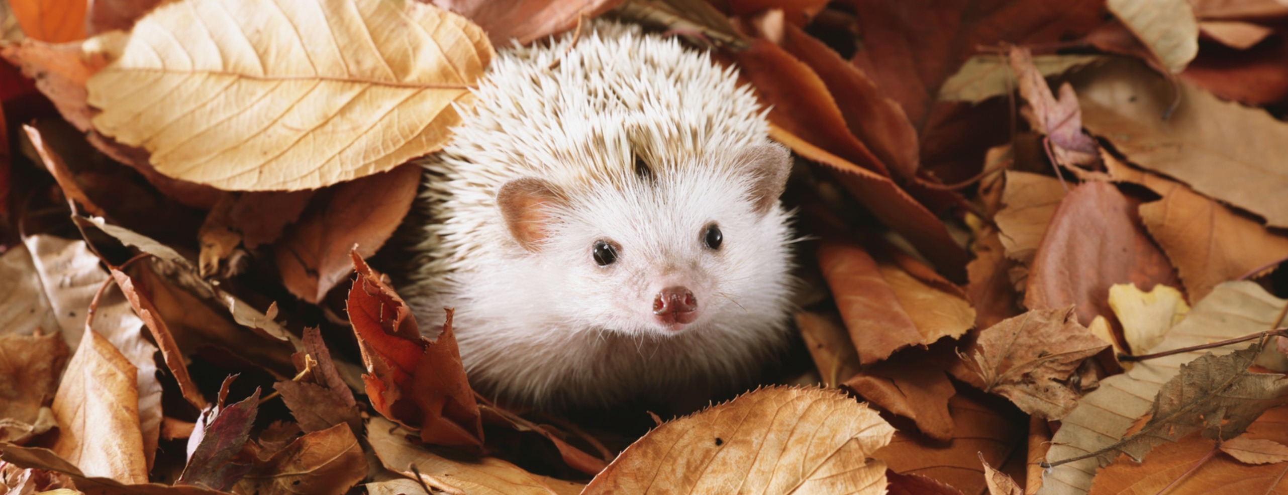 Allianz Versicherung Klaus Stapp Offenbach am Main - Herbst 2025