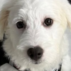 Allianz Versicherung Konstantinos Stavrakidis Stuttgart - KLEARCHOS Security