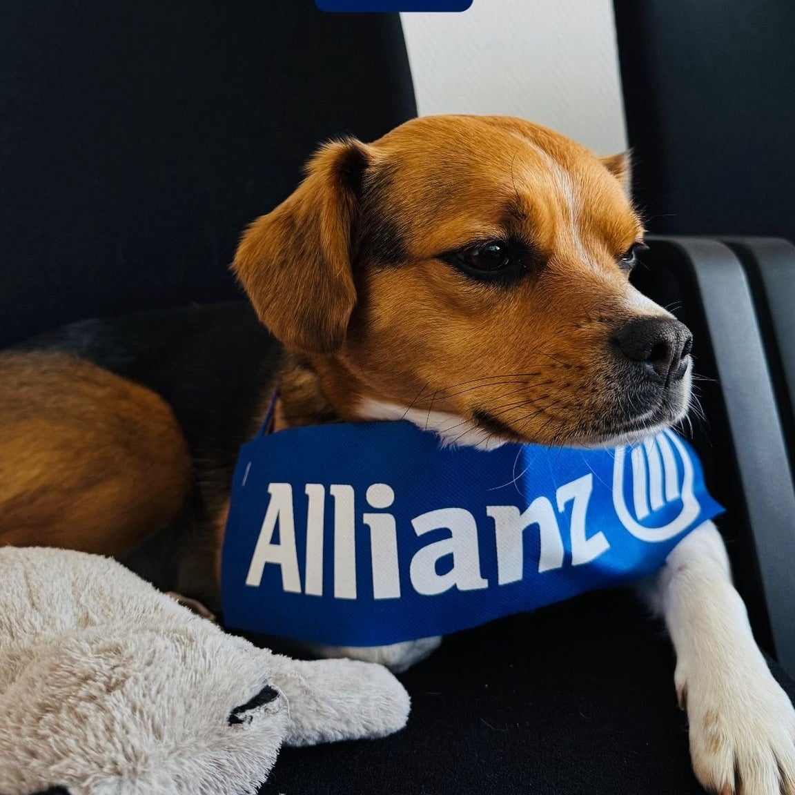 Allianz Versicherung Holger Kothe Berlin - Elli 