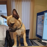 Allianz Versicherung Ronald Krüger Schramberg - Balu unser Bürohund