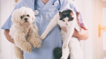 Allianz Versicherung Kurt Schäfer Dachau - Tierkranken für Hund, Katze und Pferd