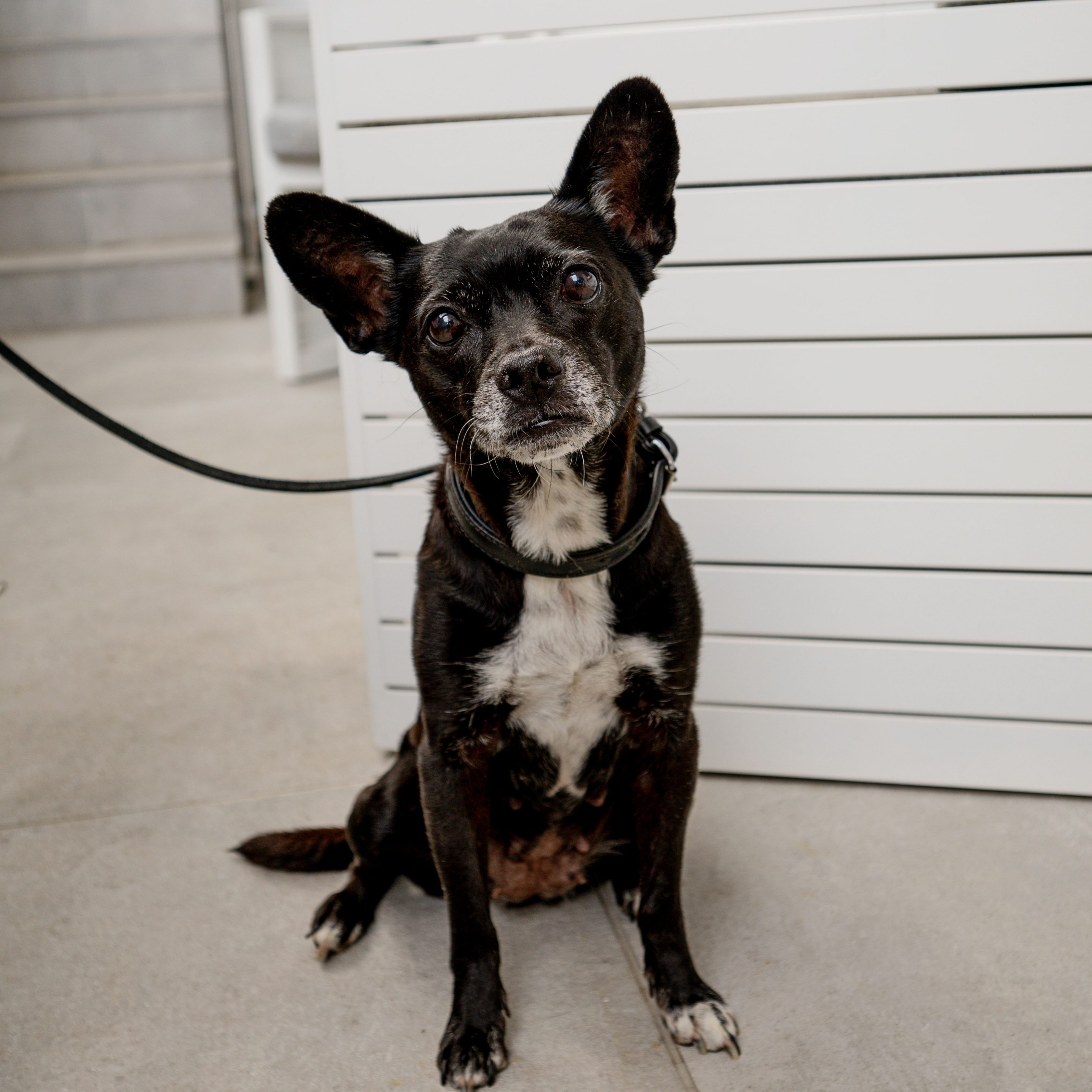 Allianz Versicherung Lars Fischer GbR Trebur - Charly Diensthund