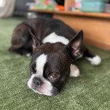Allianz Versicherung Marc Ludwig Chemnitz - Hundeversicherung Agentur Chemnitz Rabenstein