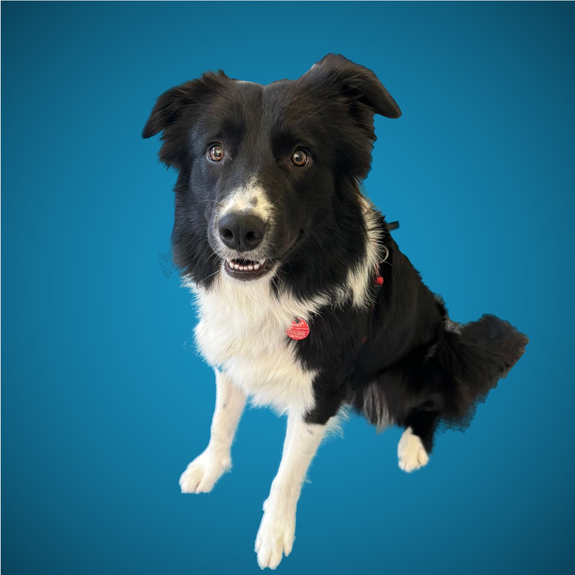 Allianz Versicherung Marcel Keller Solingen - Hund Tier Tierhalter Katze Pferd