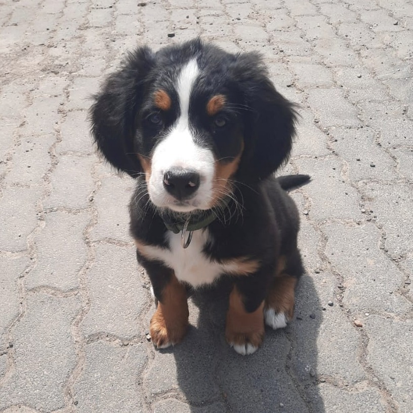 Allianz Versicherung Marcel Meyer Daun - Lilly Meyer