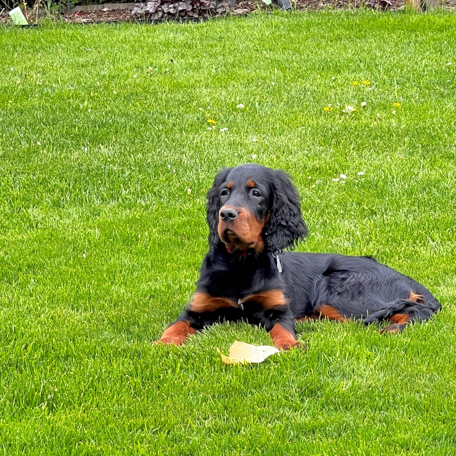 Allianz Versicherung Marcus Riechers Werne - Filipa, Agenturhund