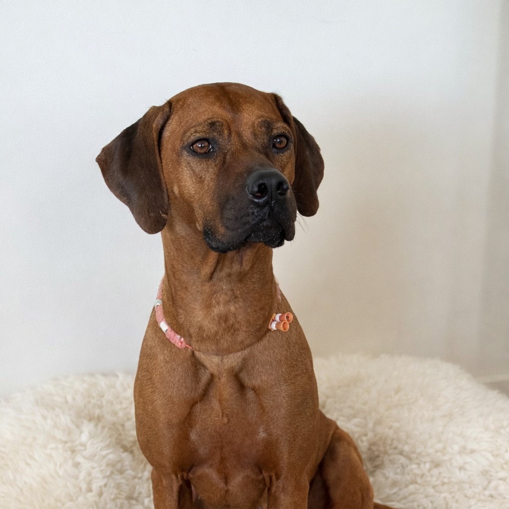 Allianz Versicherung Mario Wolf Freiberg - Makena