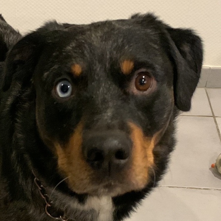Allianz Versicherung Markus Goettel Landstuhl - Hund Katze Pferd OP Krankenversicherung Familie 