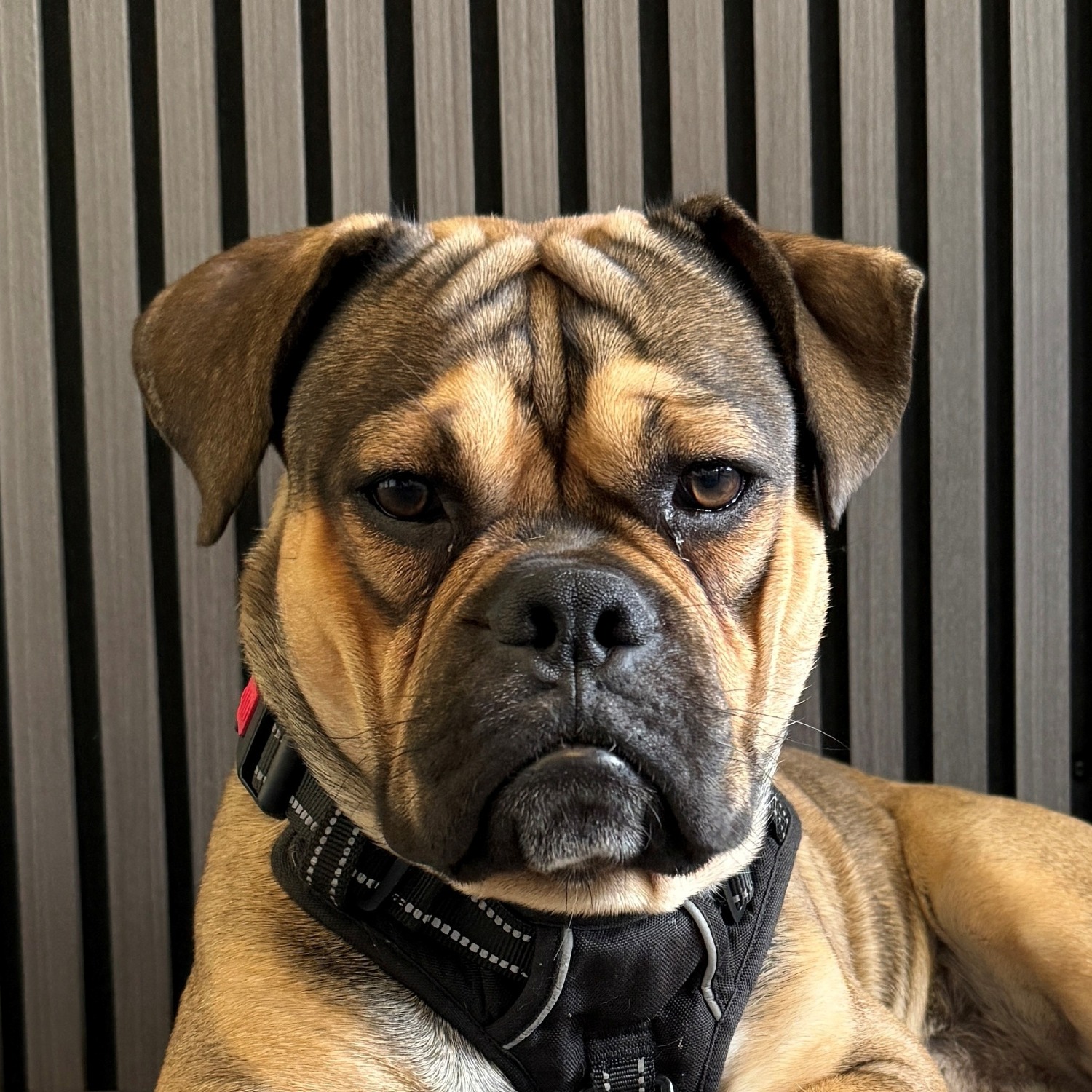 Allianz Versicherung Markus Schönwälder Neuried - Hundekrankenversicherung OP-Versicherung Tierkrankenversicherung ED HD