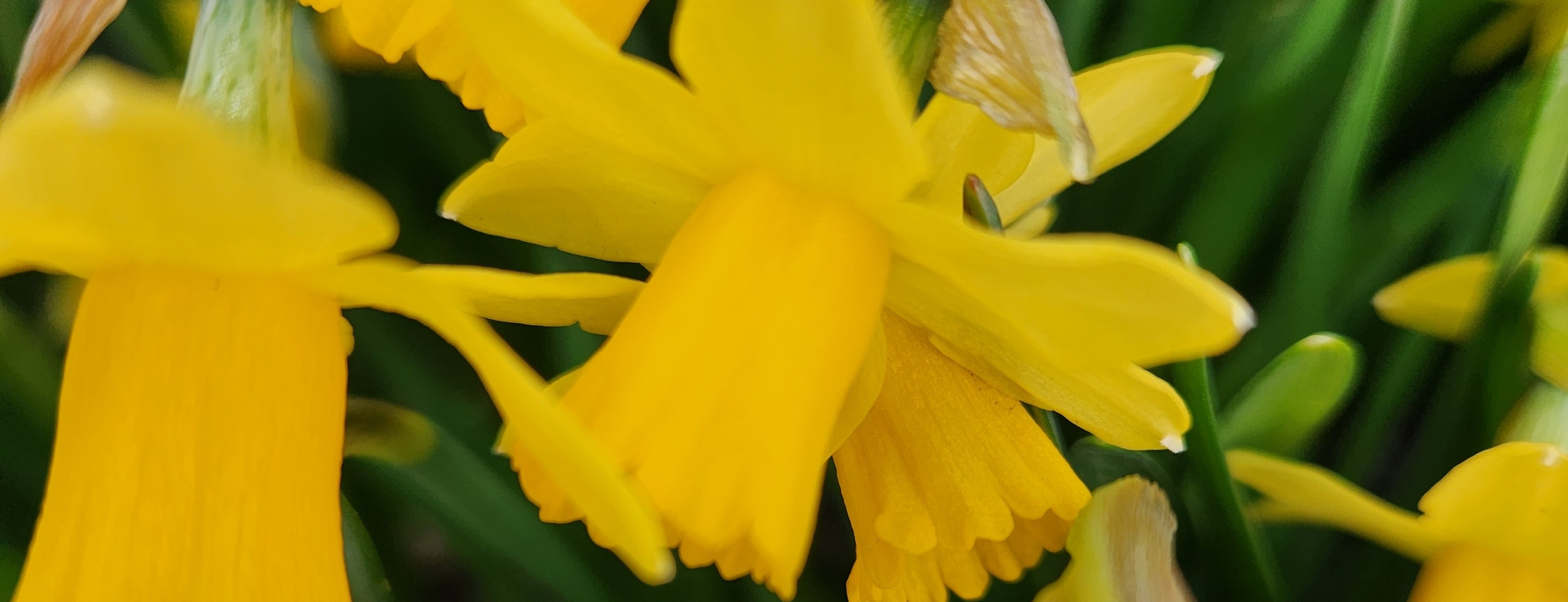 Allianz Versicherung Marlies John Landshut - Frühling Narzissen Blumen