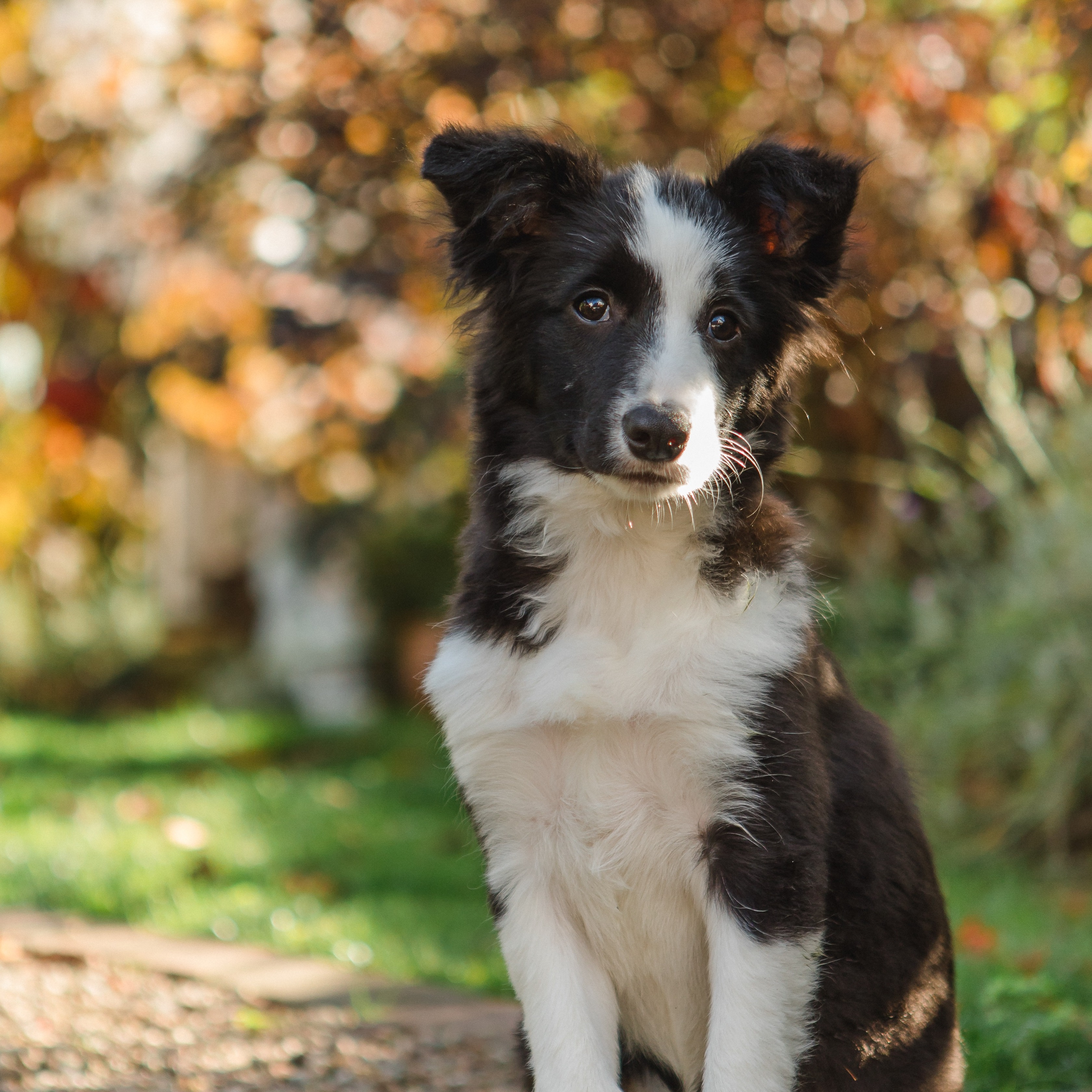 Bürohund Allianz Versicherung Römhild und Röllke Inh. Martin Mutz Paderborn - Bürohund