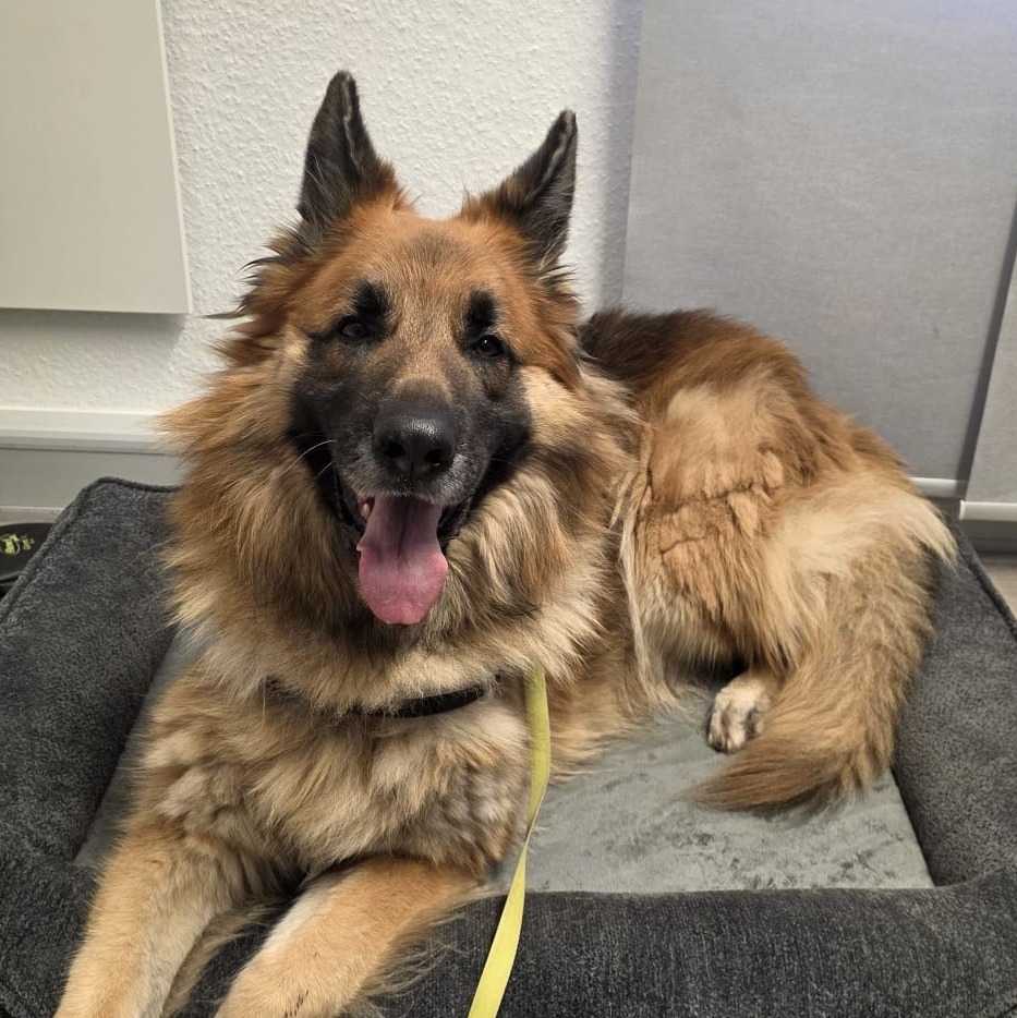 Allianz Versicherung Martina Schönwetter Dachau - Arthur Schäferhund