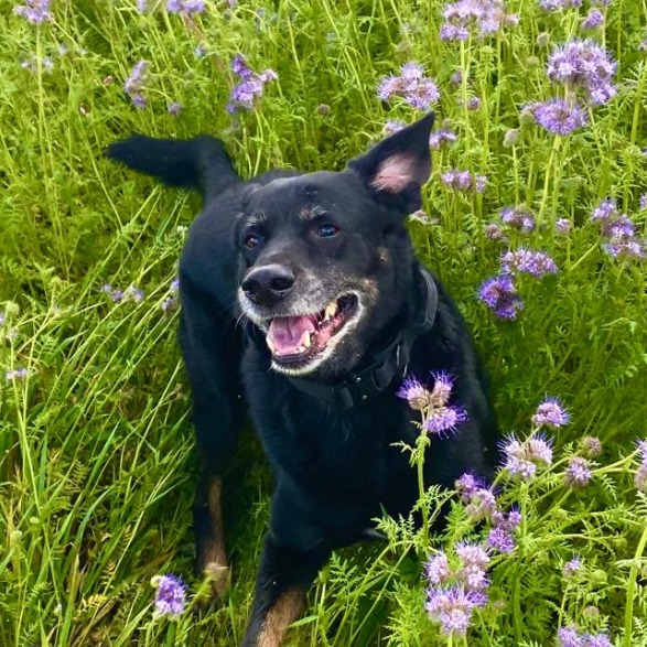 Agenturhund Django Allianz Versicherung Max Kreter Thalfang - Agenturhund Django