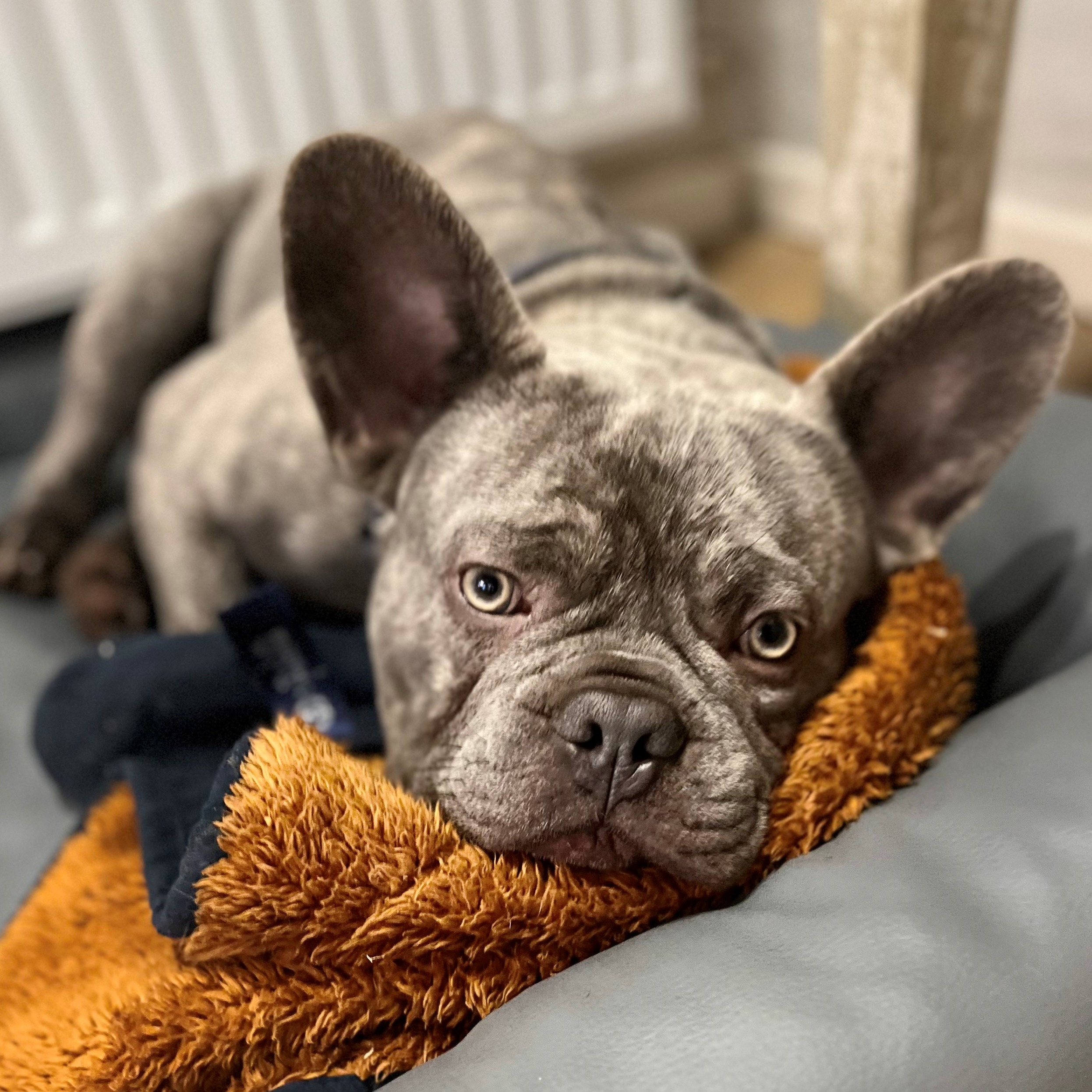 Allianz Versicherung Maximilian Hamann-Didier Fehmarn - Büro-Hund Loki