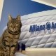 Allianz Versicherung Michael Hausin Bad Säckingen - Balou, Spezialist für Tierversicherungen