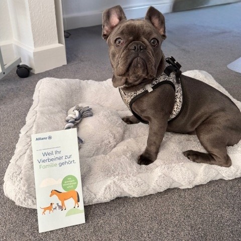 Allianz Versicherung Michael Schumacher Rheinfelden Baden - Bürohund Luna