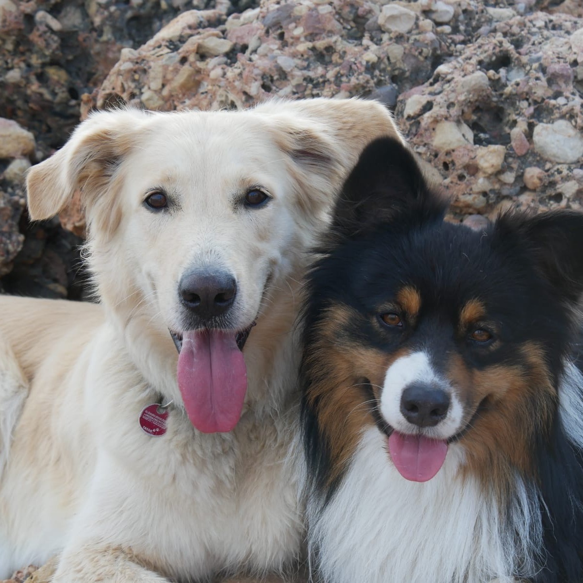 Allianz Versicherung Michel Keller Thum - Tierkrankenversicherung,Hundehalterhaftpflicht,