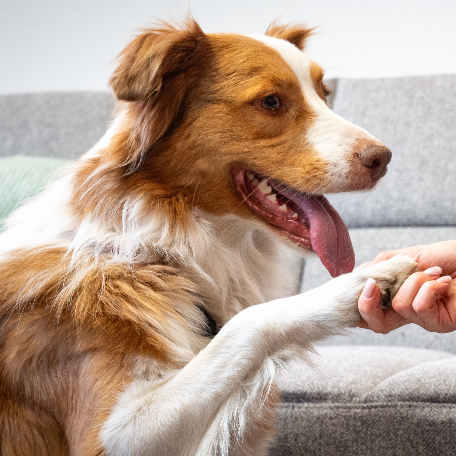 Allianz Versicherung Michelle Alexandra Karsten Strausberg - Bürohund Mico