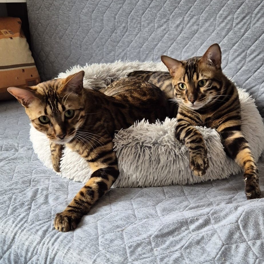 Allianz Versicherung Mike Schumann Weinböhla - Simba und Rocco