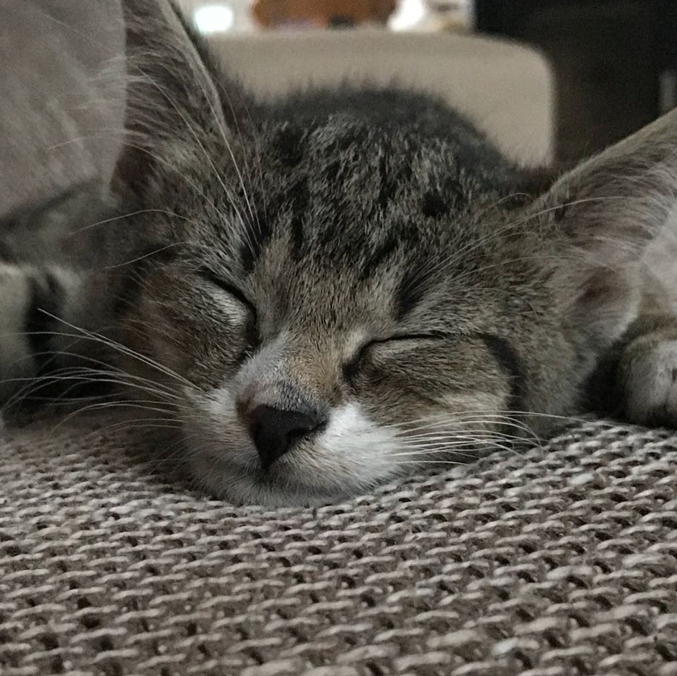 Allianz Versicherung Mirjam Dahnert Hohenstein - Allianz Mirjam Dahnert Tierkrankenversicherung Leo