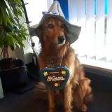 Allianz Versicherung Moritz Gaus München - Agenturhund Chasey