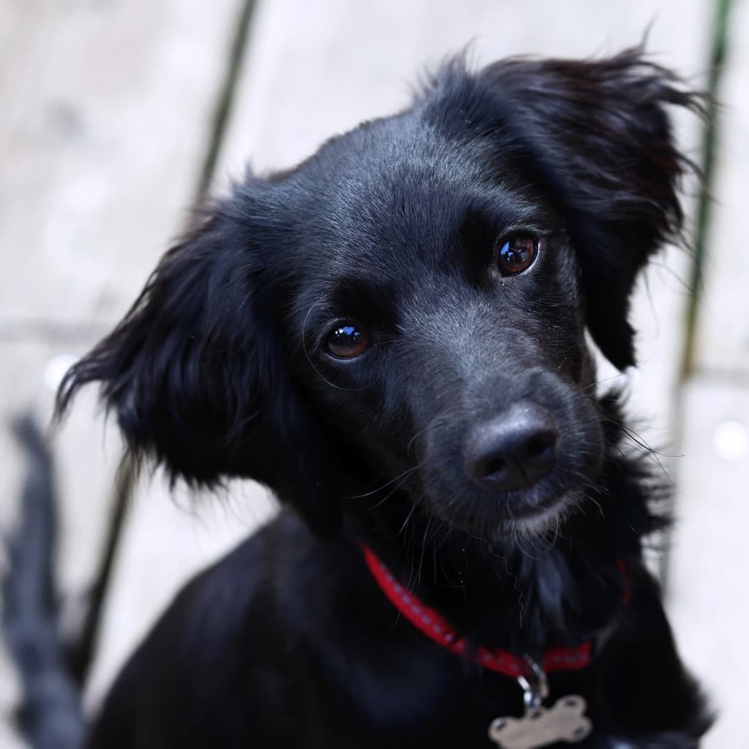 Allianz Versicherung Moritz Gaus München - Hund Ellie, Expertin für Tierkrankenversicherungen