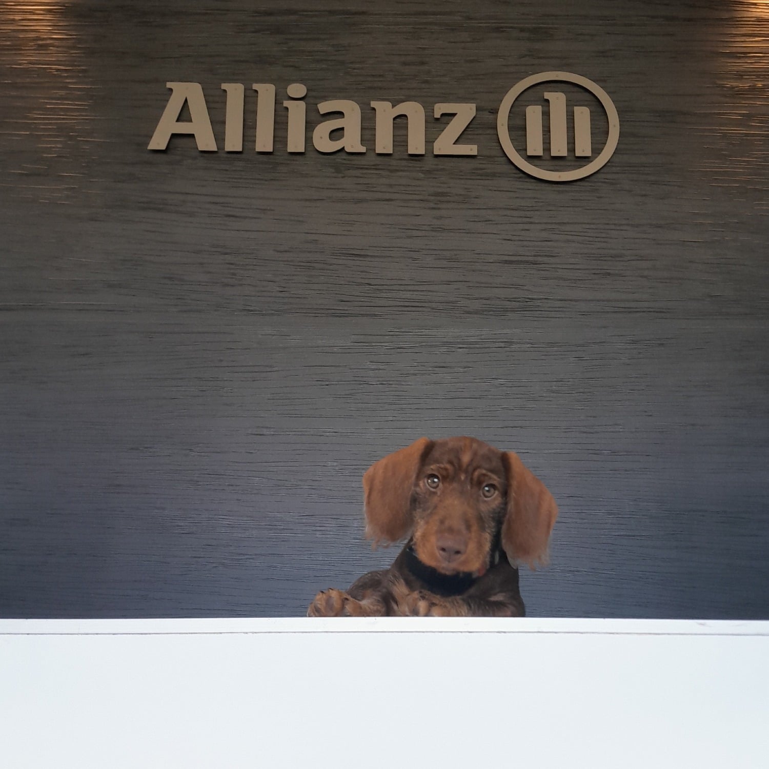 Allianz Versicherung Müller und Rickert OHG Inh. Burmann,Peitz und Zerbs Schmallenberg - Eventchef Bürovorstand