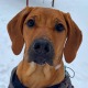 Allianz Versicherung Nick Gousetis-Kloukounas Dortmund - Cleo Rhodesian Ridgeback