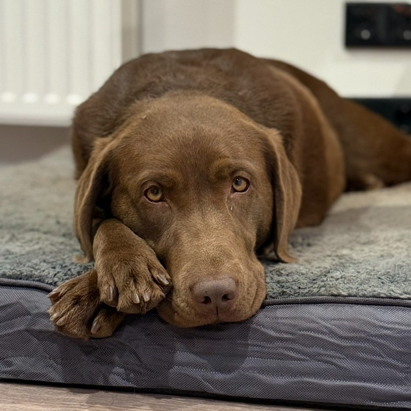 Allianz Versicherung Nicole Kuntze Ellrich - Nala