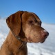 Allianz Versicherung Niels Preen Amt Wachsenburg - Tierkrankenversicherung Hund