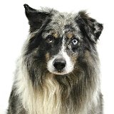 Allianz Versicherung Oliver Mauer Schwarza - Hunde Australian Shepherd ASCA Katze Pferd 