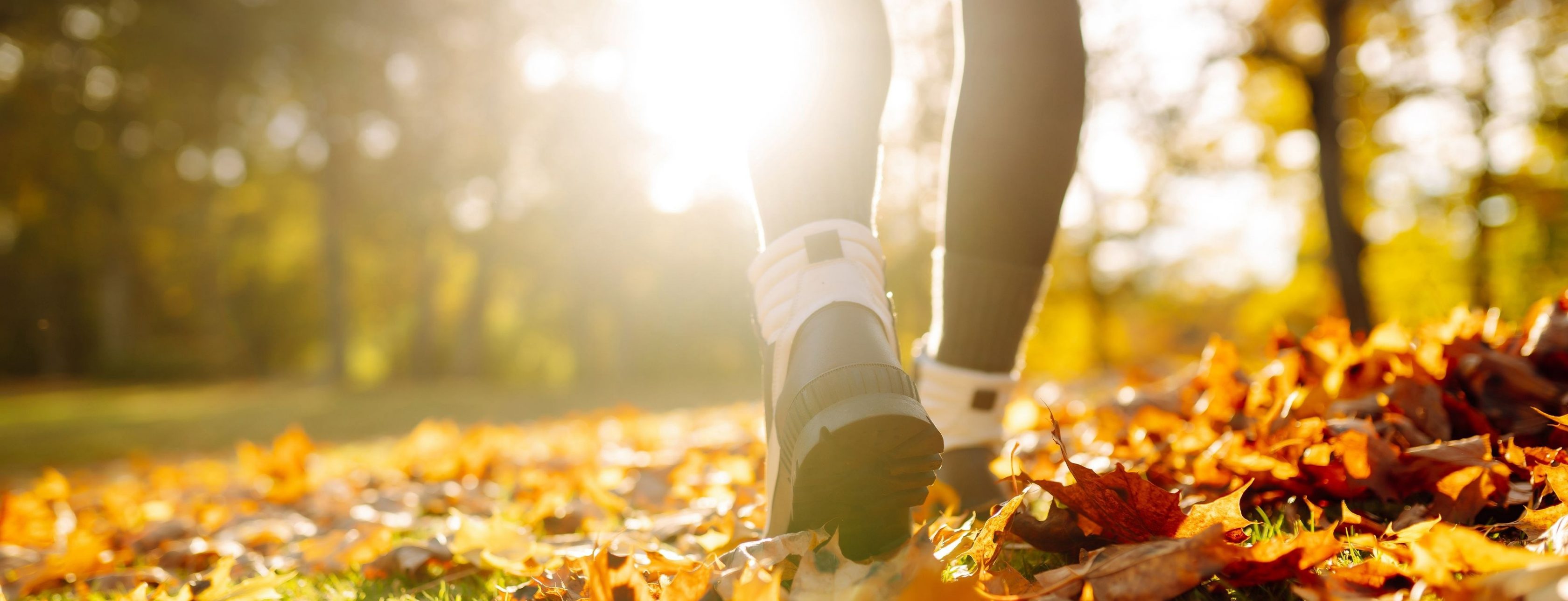 Allianz Versicherung Päch und Sauer GbR Schwielowsee - joggen im Herbstwald