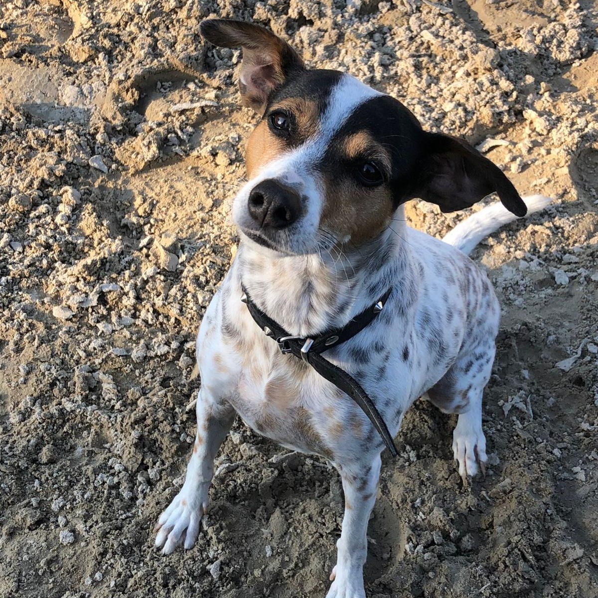 Allianz Versicherung Patricia Pell Hauzenberg - Agenturhund Pinta