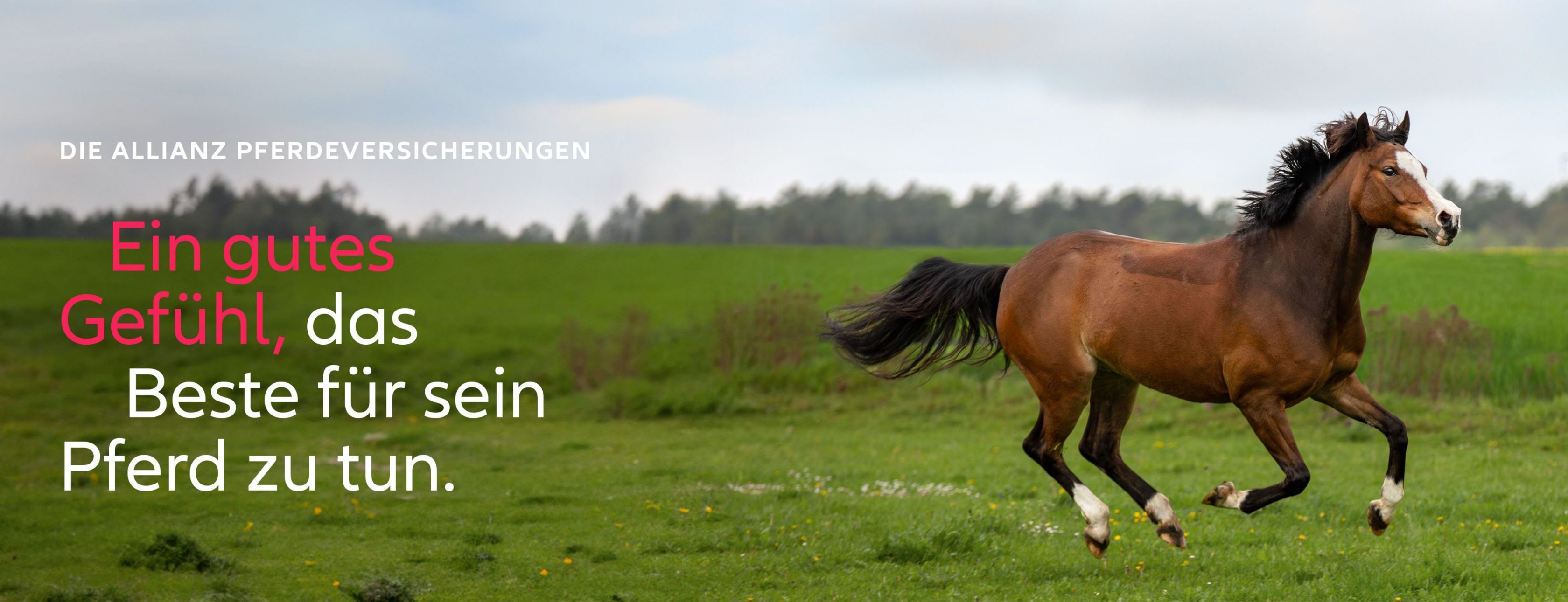 Allianz Versicherung Patrick Maxelon Berlin - Pferd rennt auf der Weide